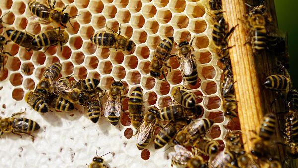 Пчелы строят восковые соты из идеальных шестиугольных призматических ячеек - Sputnik Латвия