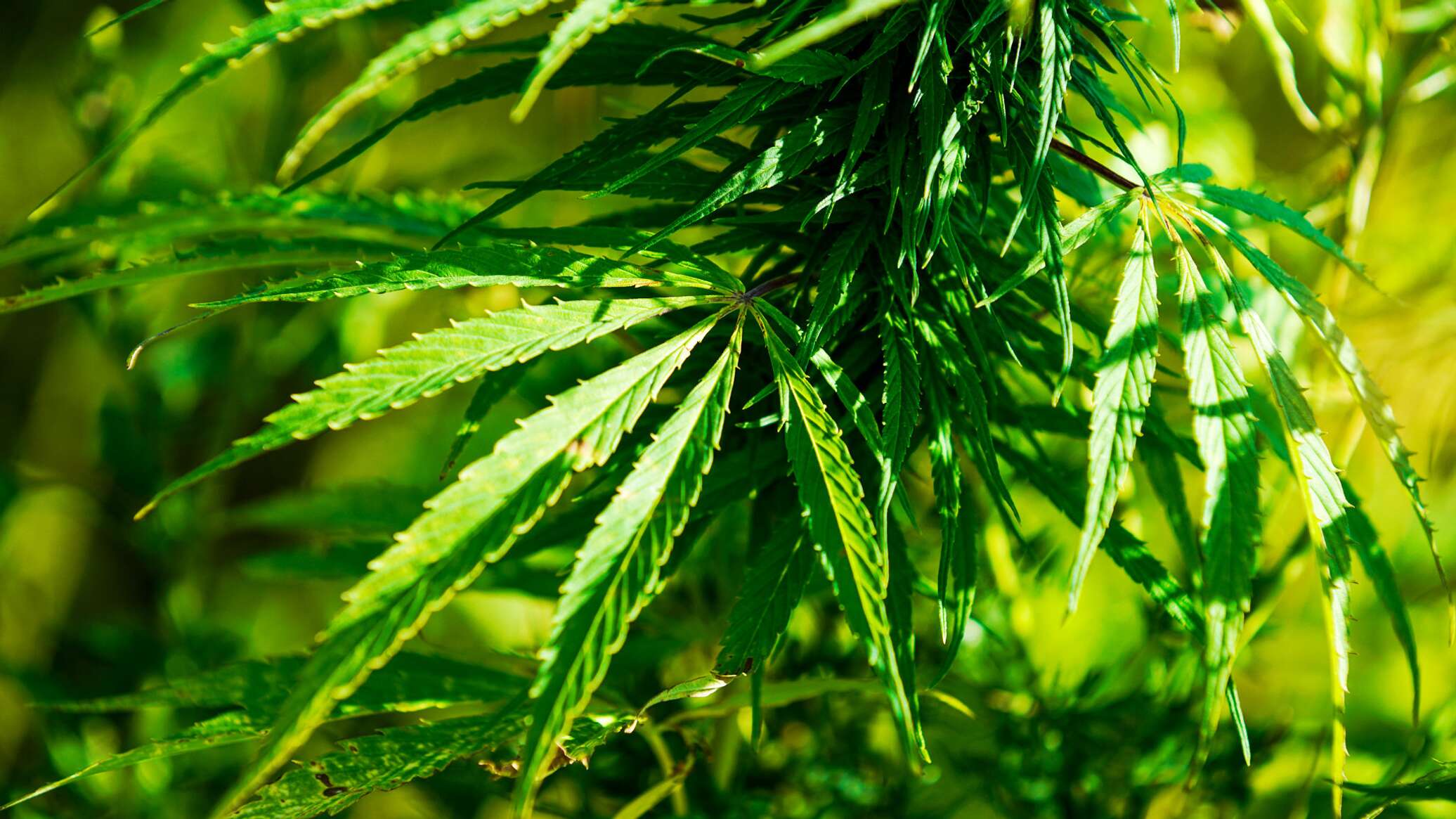 Как полиция может найти коноплю лист марихуаны вышивка