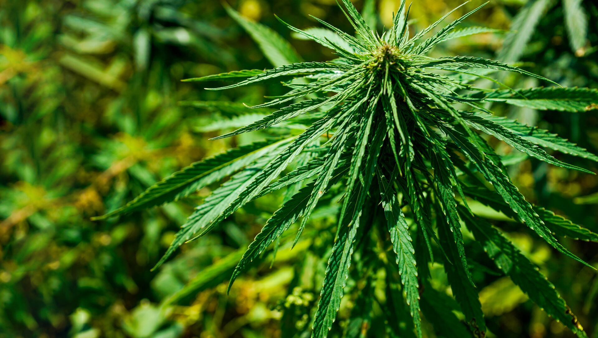 Ирландия марихуана опустились листья марихуаны