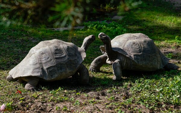 Галапагосские черепахи в Рижском зоопарке - Sputnik Латвия