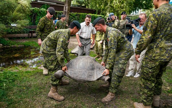 Канадские военные переносят черепаху - Sputnik Латвия