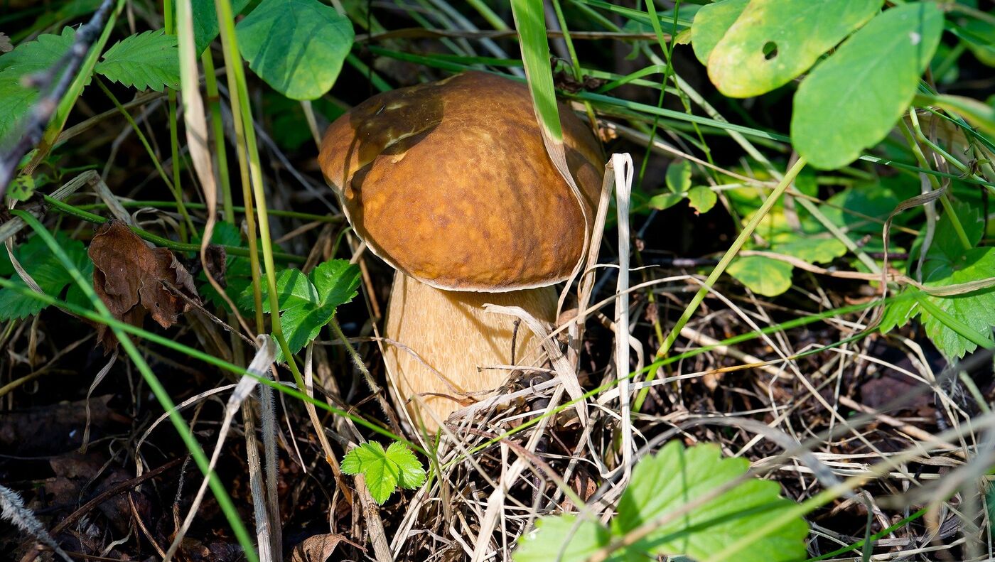 Сонник грибы большие