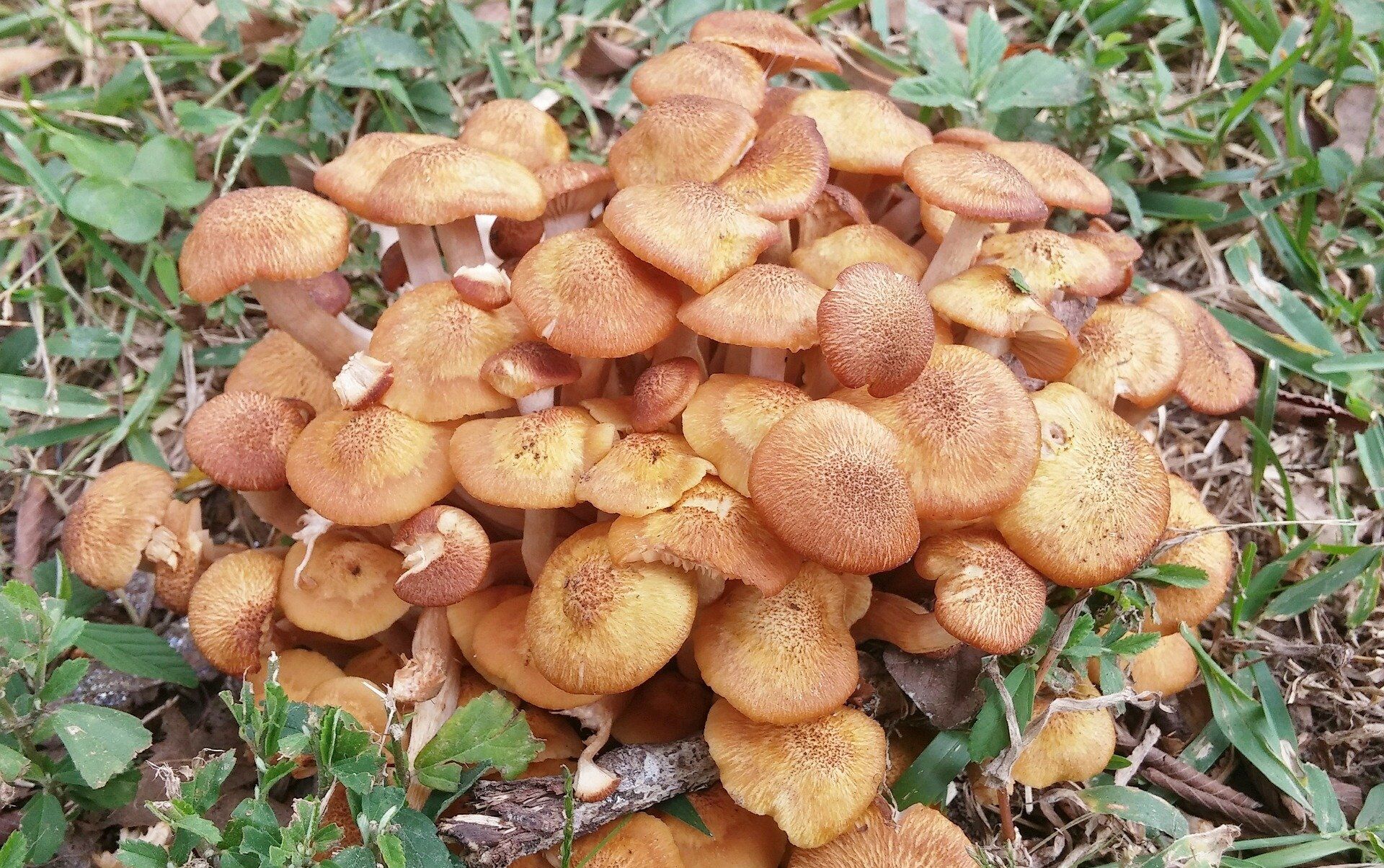 Фото грибы опята съедобные фото