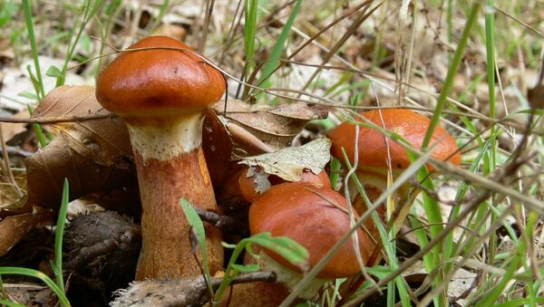 Съедобные грибы - маслята - Sputnik Латвия