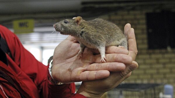 Домашняя крыса, успевшая сняться в кино - Sputnik Латвия