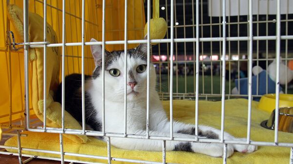 Коты из приюта для животных Улубеле ищут хозяев - Sputnik Latvija