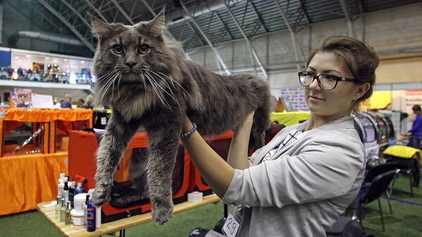 Мейн-кун, самая крупная порода домашних кошек - Sputnik Латвия