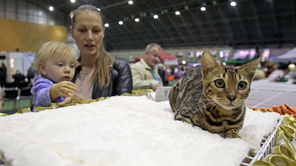 Котенок бенгальской породы - Sputnik Латвия