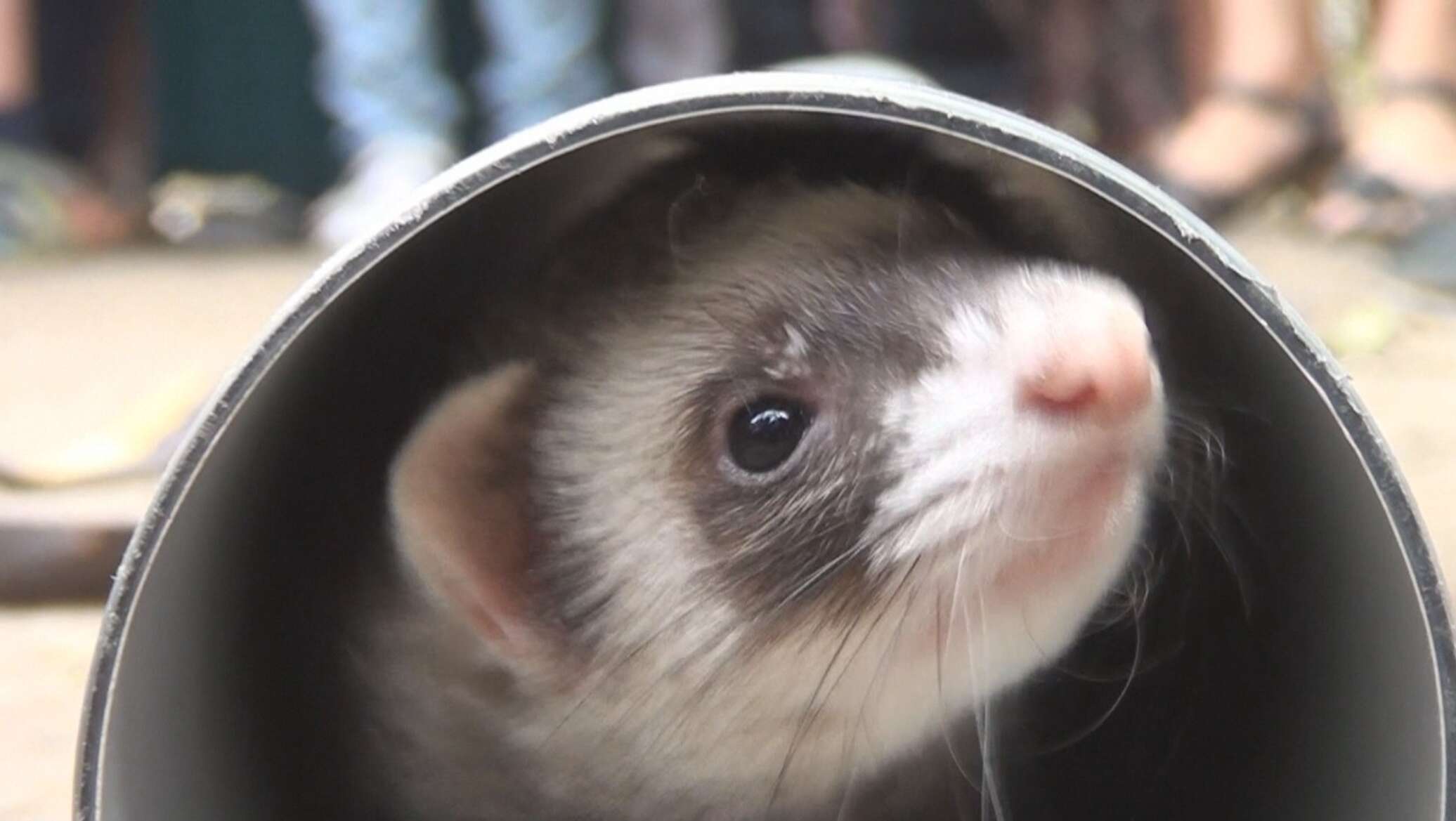 капибара свинковые. морская свинка швейцарский тедди. болотная полевка. грызуны ростов на дону.