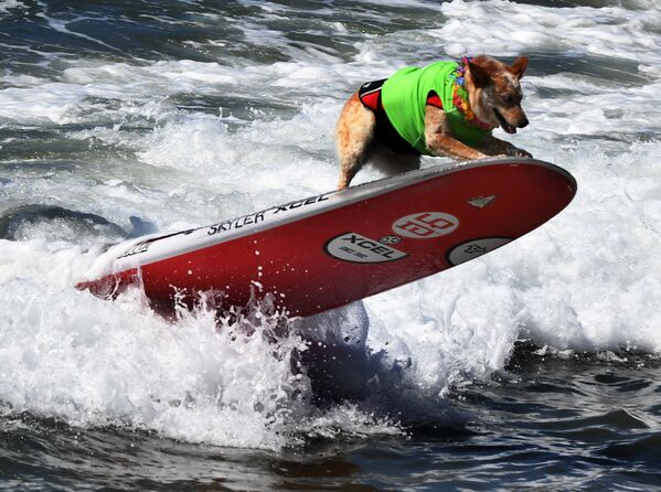 Чемпионат по собачьему серфингу Surf City Surf Dog прошел на калифорнийском пляже Хантингтон-Бич 23 сентября. На фото: пес Скайлер Чемпионат по собачьему серфингу Surf City Surf Dog прошел на калифорнийском пляже Хантингтон-Бич 23 сентября. На фото: пес Скайлер - Sputnik Латвия