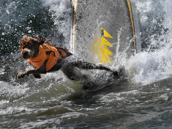 Ты не поймал волну - тогда волна поймала тебя, собака по кличке Кула спешно покидает доску - Sputnik Латвия