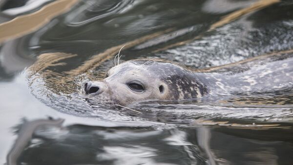 Серый тюлень в водах Балтийского моря - Sputnik Латвия