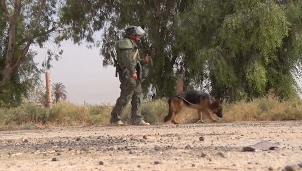 Российские саперы с собаками разминируют сирийский Дейр-эз-Зор - Sputnik Латвия