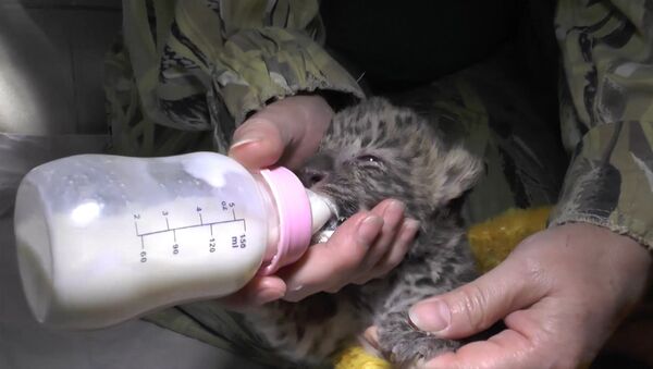Jaltā piedzimis retā Amūras leoparda mazulis - Sputnik Latvija