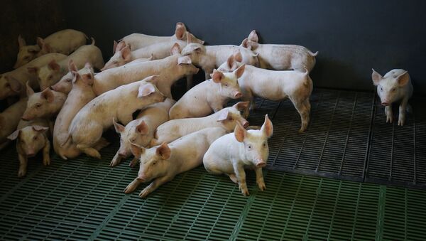 Свиньи в стойле на мясоперерабатывающем комбинате - Sputnik Латвия