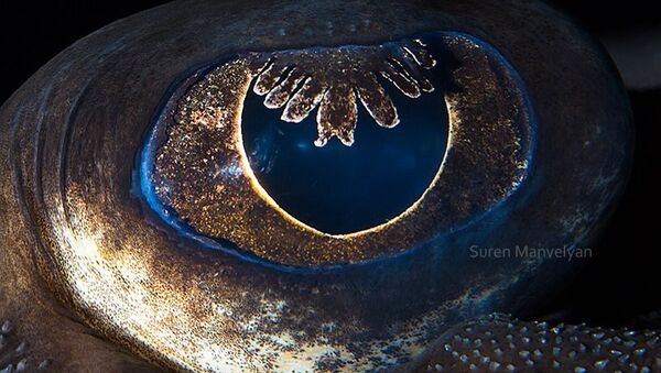 Jūras lapsas acs - Sputnik Latvija