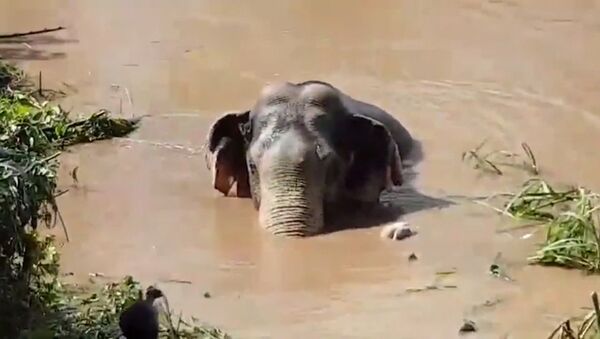 Десятилетнего слоненка спасли из реки в Таиланде - Sputnik Латвия