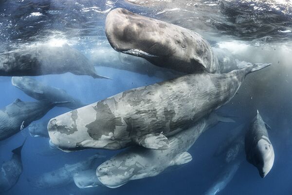 Победители конкурса Wildlife Photographer of the Year Победители конкурса Wildlife Photographer of the Year - Sputnik Латвия
