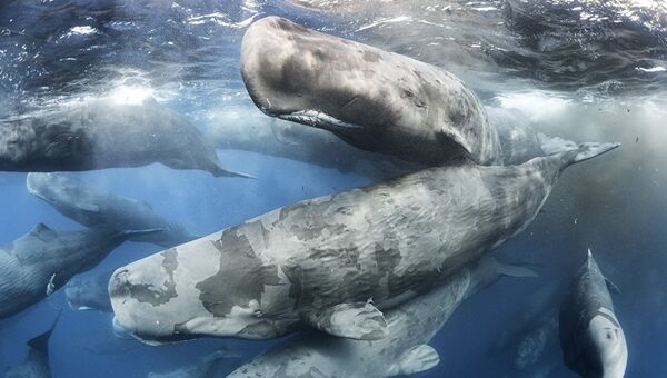 Wildlife Photographer of the Year uzvarētāji - Sputnik Latvija