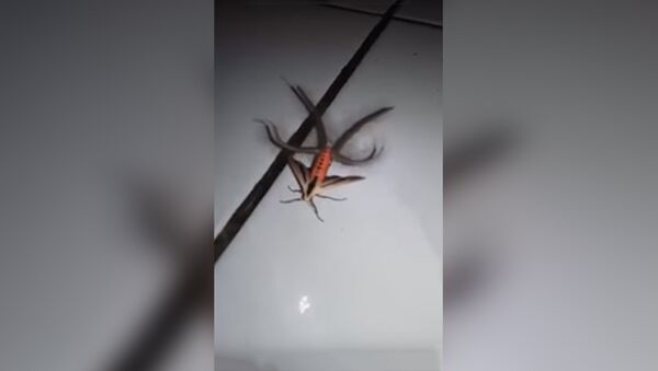 Kā citplanētietis: tīkla lietotājus pārsteidzis neparasta kukaiņa video ieraksts - Sputnik Latvija