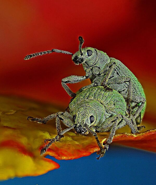 Konkursa Nikon Small World uzvarētāji Konkursa Nikon Small World uzvarētāji - Sputnik Latvija