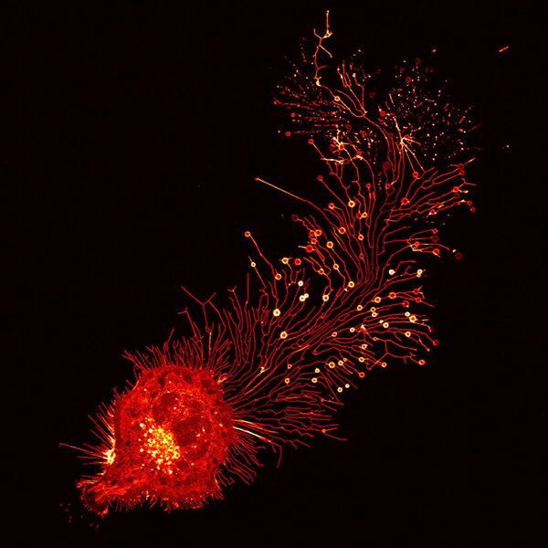 Konkursa Nikon Small World uzvarētāji Konkursa Nikon Small World uzvarētāji - Sputnik Latvija