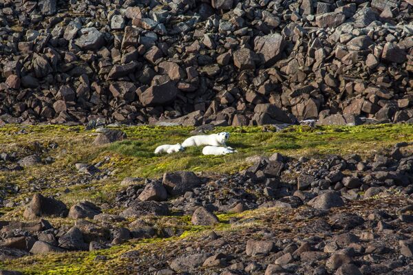 Семейство белых медведей на одном из островов архипелага Земля Франца-Иосифа - Sputnik Латвия