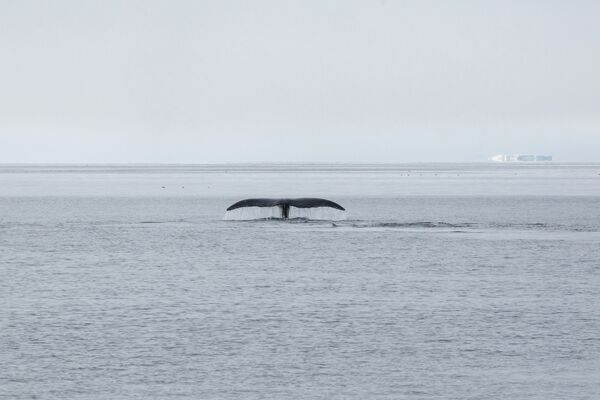 Плавающий кит рядом с островом Матильды архипелага Земля Франца-Иосифа - Sputnik Латвия