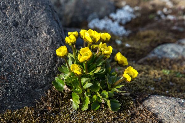 Полярные цветы на острове Гуккера архипелага Земля Франца-Иосифа - Sputnik Латвия