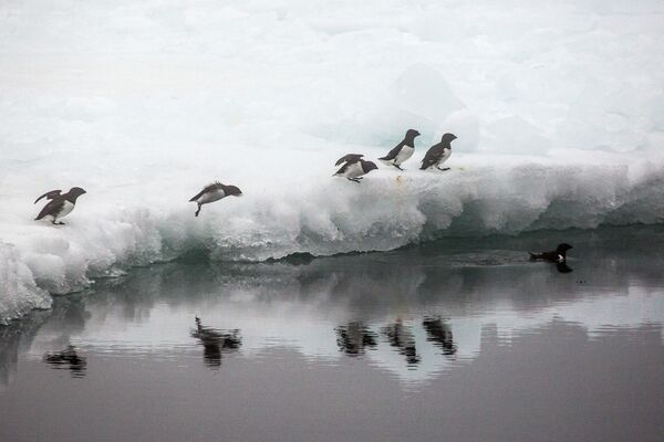 Люрики на льдине у берега одного из островов архипелага Земля Франца-Иосифа - Sputnik Латвия