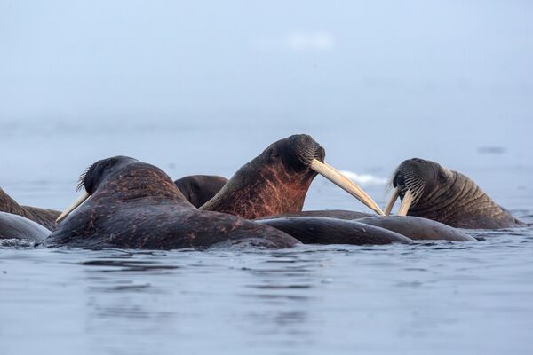 Плавающие моржи у берегов одного из островов архипелага Земля Франца-Иосифа - Sputnik Латвия