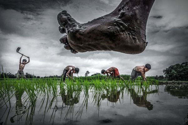 Снимок Paddy cultivation фотографа Sujan Sarkar, вошедший в шорт-лист конкурса Environmental Photographer of the Year 2017 - Sputnik Латвия