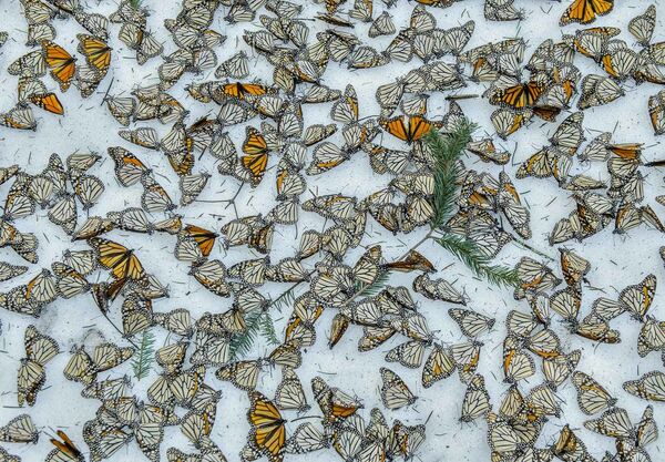 Снимок Monarchs in the Snow фотографа Jaime Rojo, вошедший в шорт-лист конкурса Environmental Photographer of the Year 201 - Sputnik Латвия