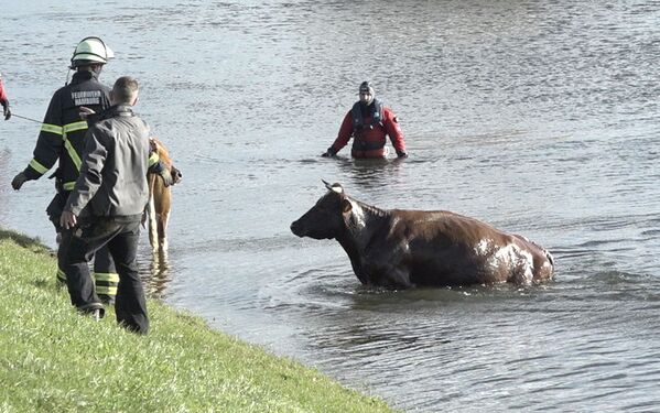 Спасение коровы во время шторма в Германии - Sputnik Латвия
