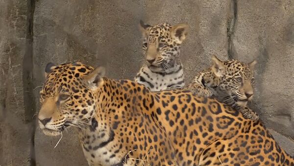Детеныши ягуара в зоопарке Хьюстона - Sputnik Latvija