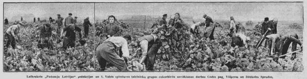 Горожане на уборке свеклы в Екабпилском районе осенью 1940 года Горожане на уборке свеклы в Екабпилском районе осенью 1940 года - Sputnik Латвия