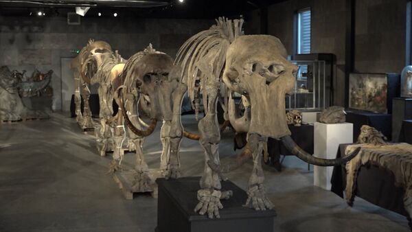 Скелеты семьи мамонтов, найденные в Сибири, уйдут с молотка - Sputnik Латвия