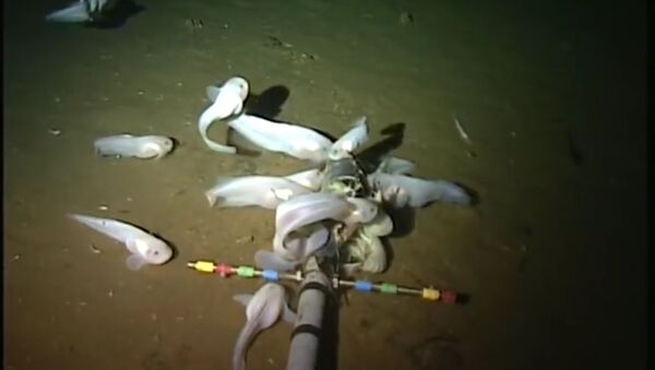 Marianas dziļvagā zinātnieki atraduši visdziļāko jūras dzelmes zivi - Sputnik Latvija