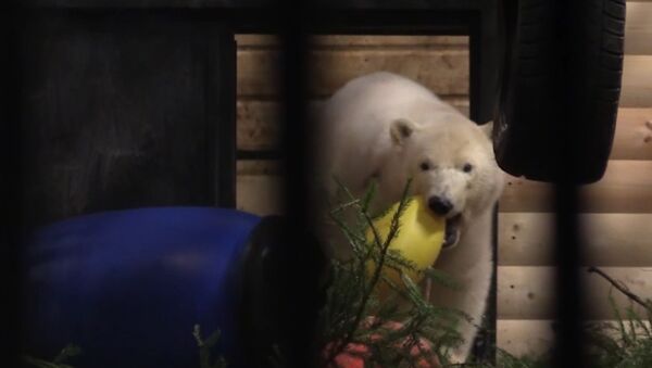 Белая медведица из Якутии осваивается в Ленинградском зоопарке - Sputnik Латвия