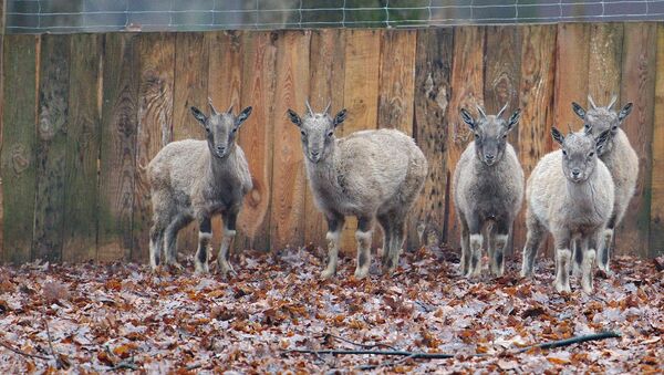 Винторогие козлы в Фельдман Экопарке, прибывшие из Рижского зоопарка - Sputnik Латвия