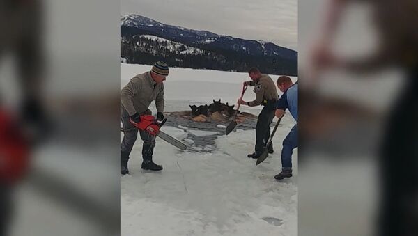 В США спасли лосей, провалившихся под лед - Sputnik Латвия