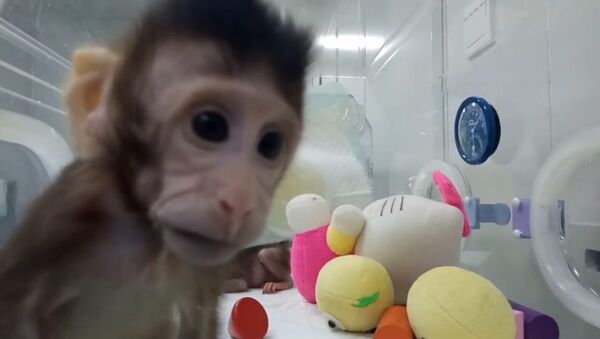 Китайские ученые показали первых в мире клонированных приматов - Sputnik Латвия