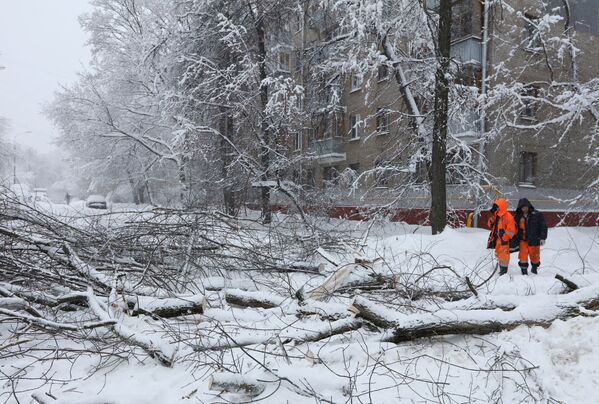 В Москве от снегопада пострадало более двух тысяч деревьев - Sputnik Латвия