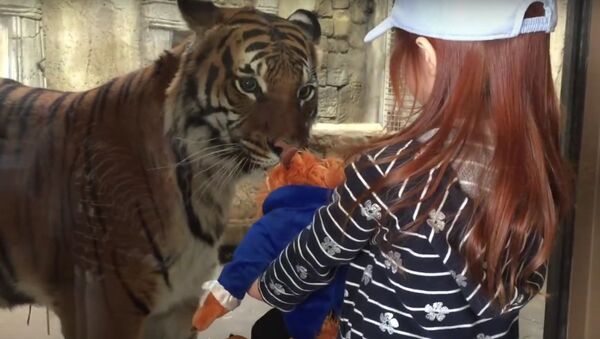 Amerikas zoodārzā tīģeris centās atņemt meitenītei rotaļlietu - Sputnik Latvija