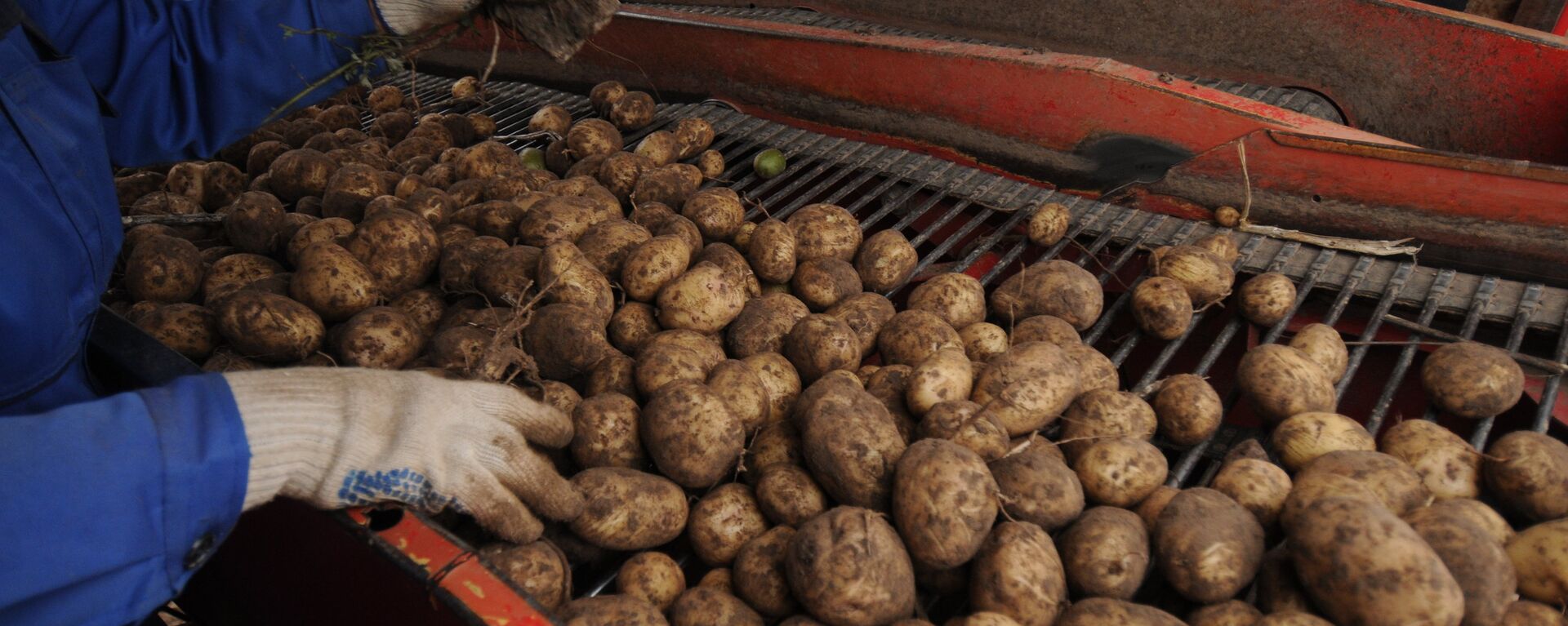 Сбор урожая картофеля - Sputnik Latvija, 1920, 07.04.2022