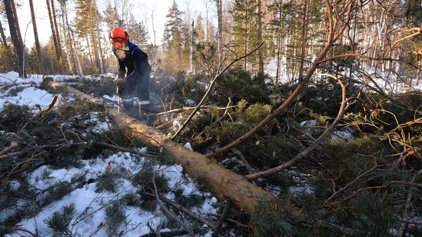 Заготовка древесины в Челябинской области - Sputnik Latvija