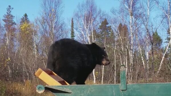 Двух медвежат уговаривали покинуть мусорный контейнер в США - Sputnik Латвия