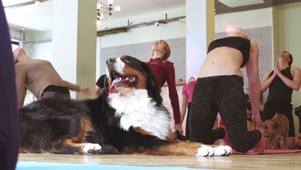 Дога: йога с собаками - Sputnik Latvija