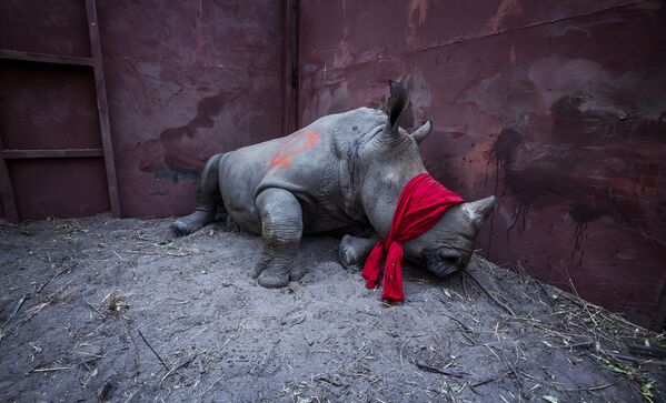 Снимок из серии The Return of the Rhino южноафриканского фотографа Neil Aldridge из категории Natural World & Wildlife (Professional), вошедший в шортлист фотоконкурса 2018 Sony World Photography Awards Снимок из серии The Return of the Rhino южноафриканского фотографа Neil Aldridge из категории Natural World & Wildlife (Professional), вошедший в шортлист фотоконкурса 2018 Sony World Photography Awards - Sputnik Латвия