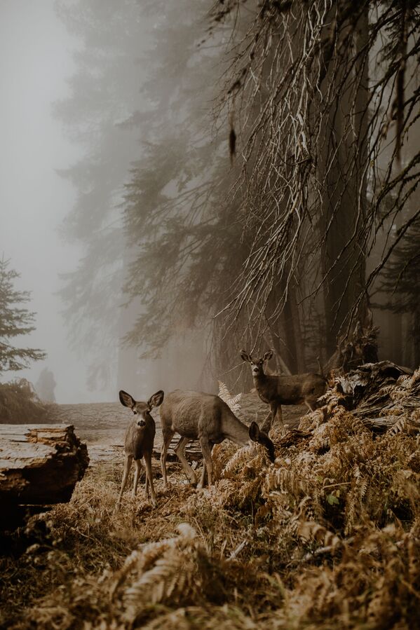 Снимок An unexpected meeting польского фотографа Justyna Zduńczyk из категории Wildlife (Open), вошедший в шортлист фотоконкурса 2018 Sony World Photography Awards Снимок An unexpected meeting польского фотографа Justyna Zduńczyk из категории Wildlife (Open), вошедший в шортлист фотоконкурса 2018 Sony World Photography Awards - Sputnik Латвия